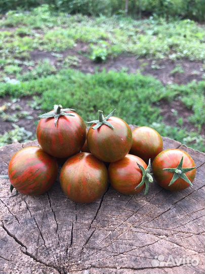 Семена редких, коллекционных томатов