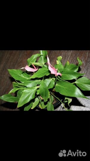 Антуриумы: диамонд ред, эссенция, спирит и др