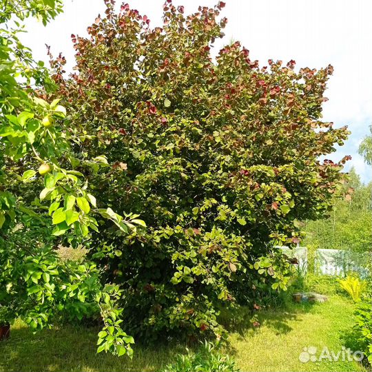 Лещина красная, фундук краснолистный, орешник