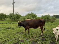 Корова дойная с теленком