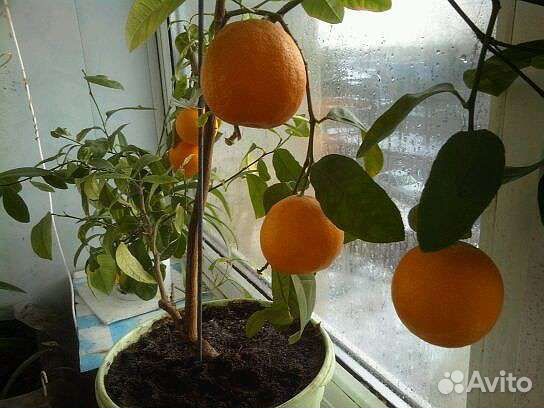 Лимонное дерево