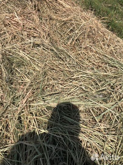 Сено, суданка, разнотравье гороховая солома