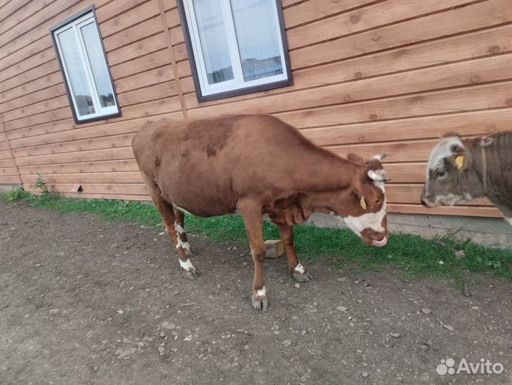 Продам корову и бычка