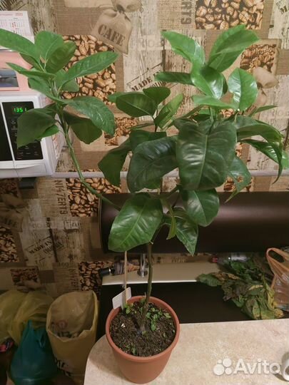 Лимон Аркабалено (радужный) кумкват обавата