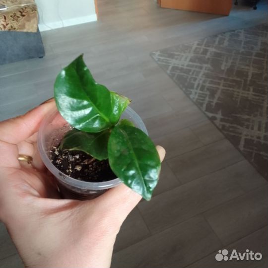 Комнатные цветы,Филлодендрон