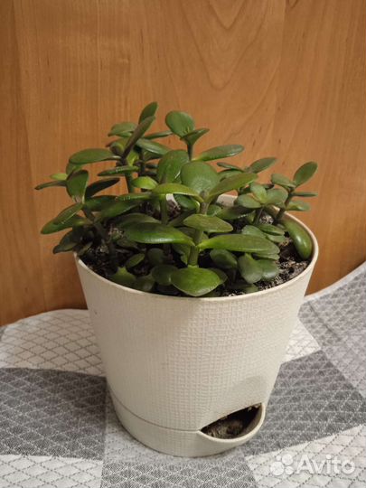 Комнатные растения цветы