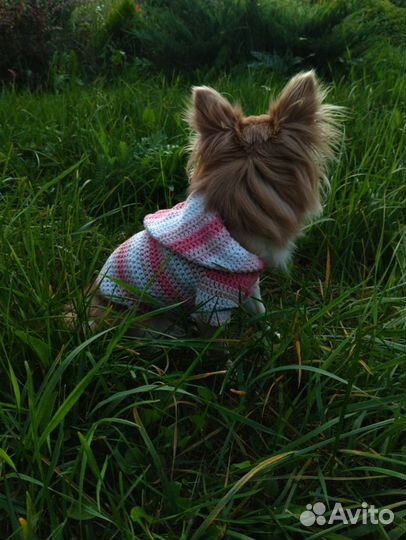 Одежда для собак на заказ