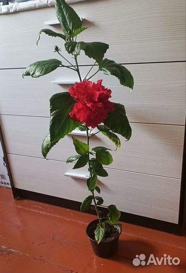 Китайская роза