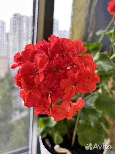 Пеларгония герань ростки