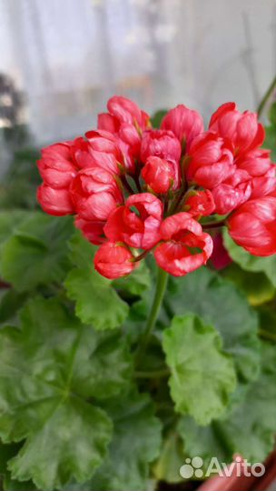 Герань тюльпановидная