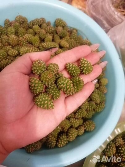 Шишки сосновые