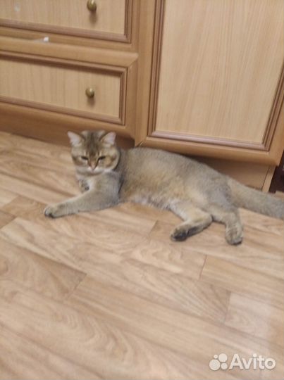 Котёнок