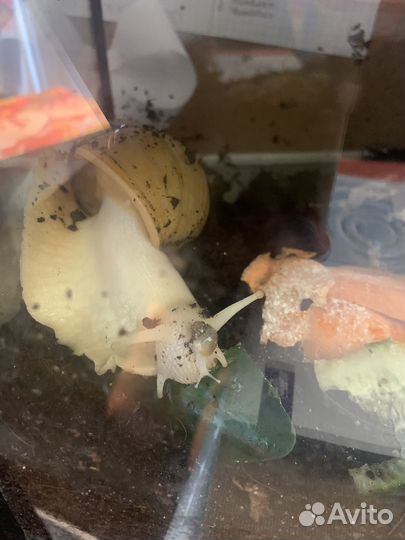 Улитки ахатины фулики альбино малыши