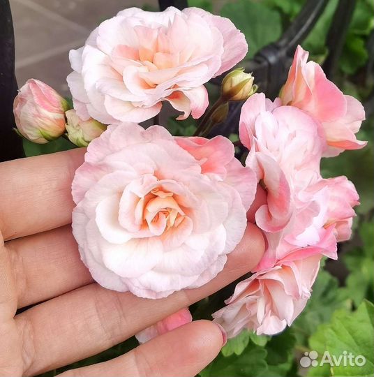 Пеларгония сотовая 12 видов