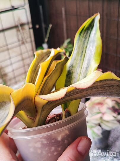 Сансевиерия кирки крем сильвер