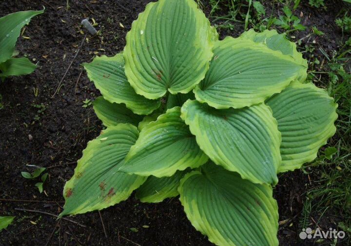 Хоста редкие сорта