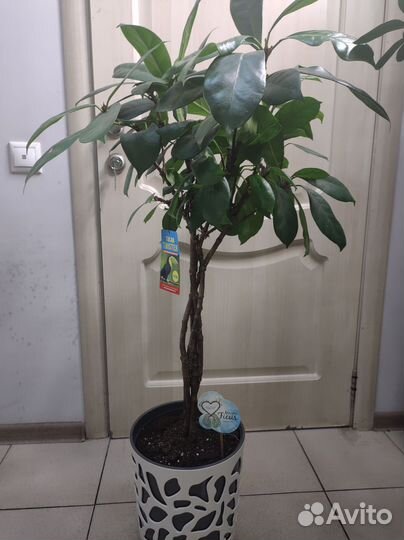 Фикус циастипула 120 см