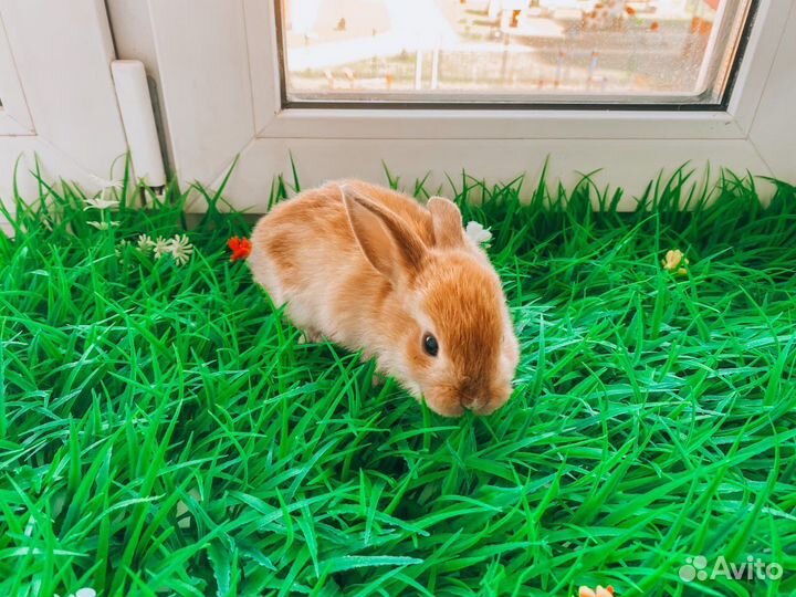 Карликовый кролик - рыжий и другие цвета