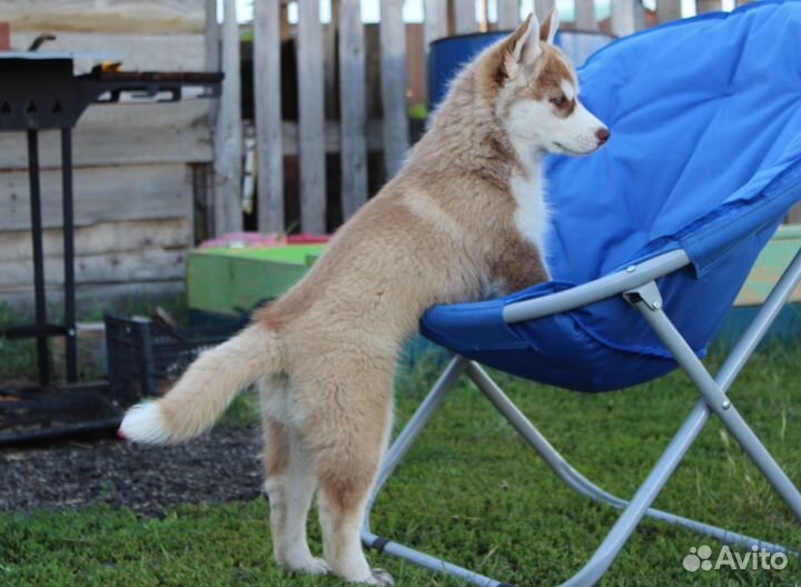 Щенки хаски. Остались две девчонки