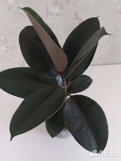 Фикус каучуконосный