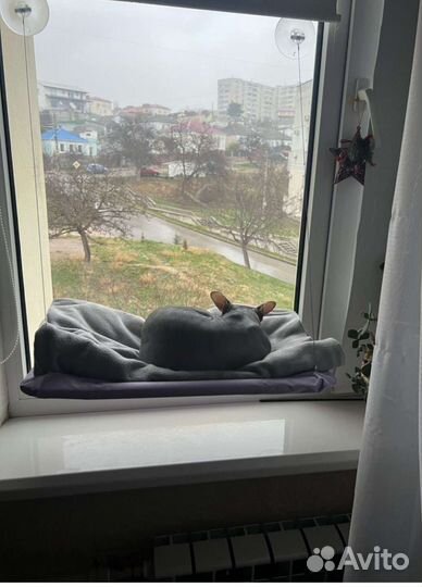 Гамак для кошек на окно