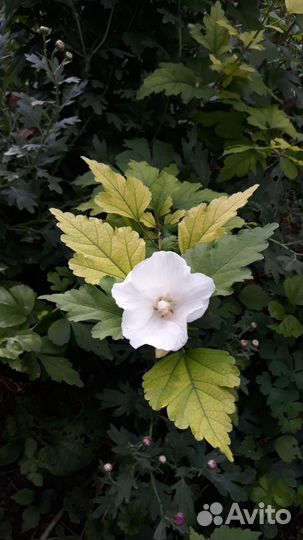 Гибискус садовый белый