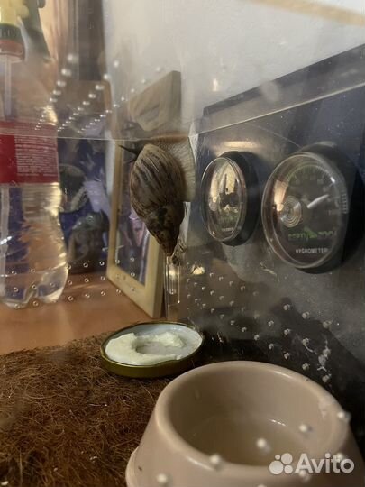 Улитка ахатина