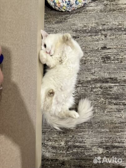 Турецкий van белый