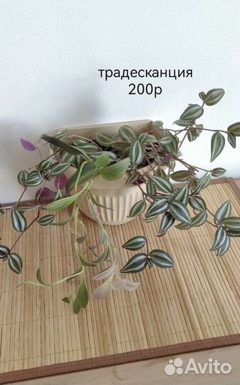 Эпипремнум традесканция