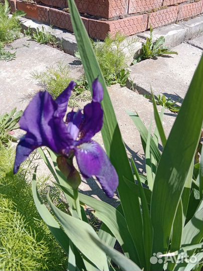 Ирисы