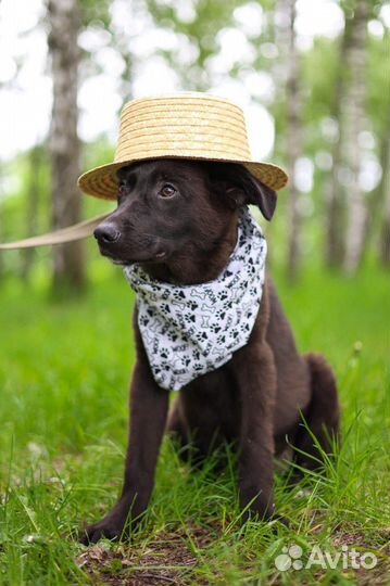 Щенок Несквик из приюта в добрые руки