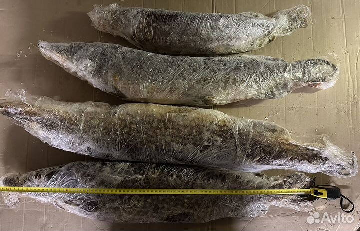 Речная рыба щука, судак, окунь, лещ