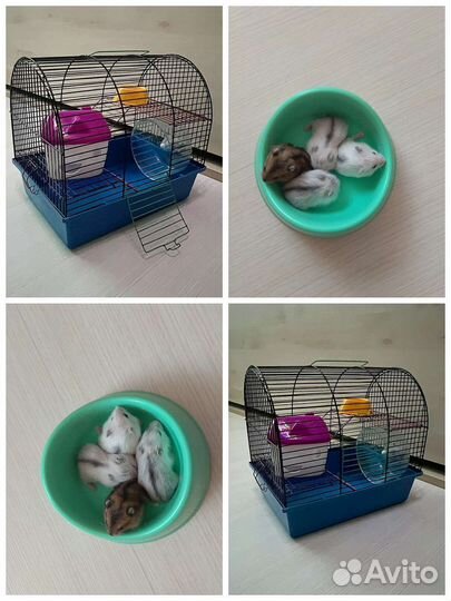 Джунгарский хомяк, клетка