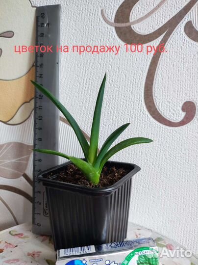 Сансевиерия и Алоэ