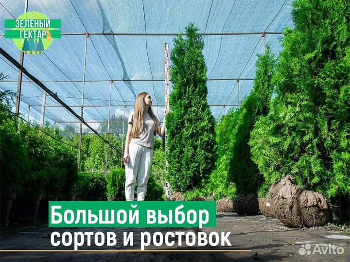 Туи колумна 120 см свежая копка 2023