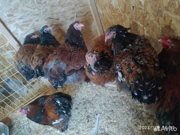 Семья 1+1 брама парцелян