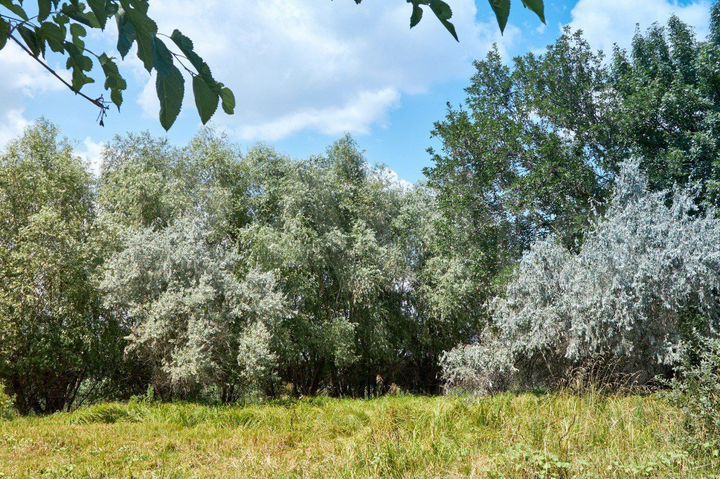 Участок 25 сот. (ИЖС)