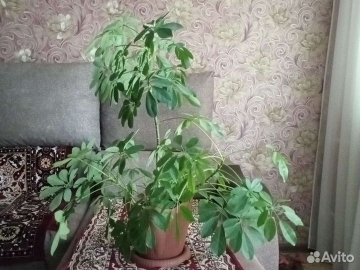 Комнатные цветы шефлера