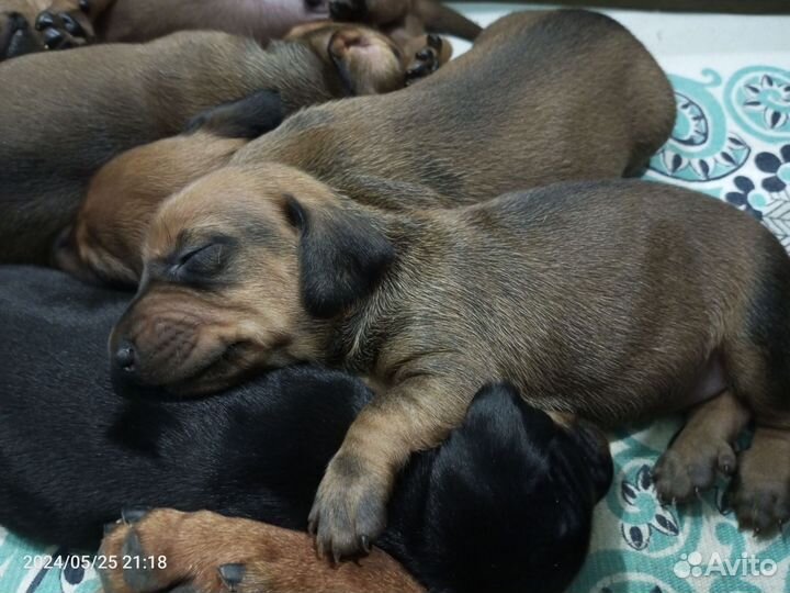 Щенки кроличьей таксы