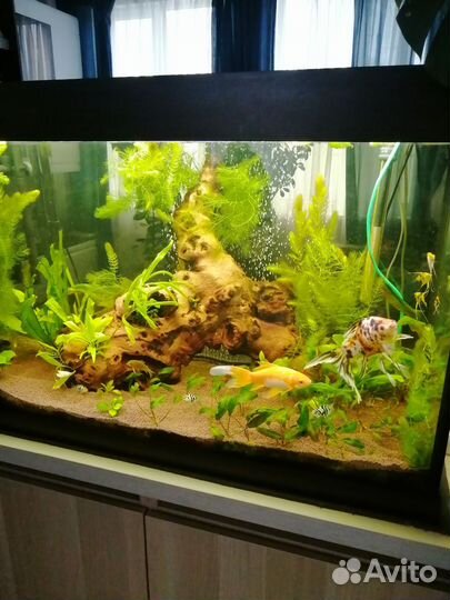 Аквариум с тумбой 250 литров