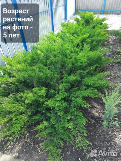 Можжевельник - два вида
