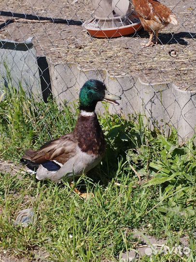 Селезень дикий