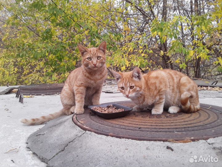 Волшебные апельсинки. Кастрированы,вакцинированы