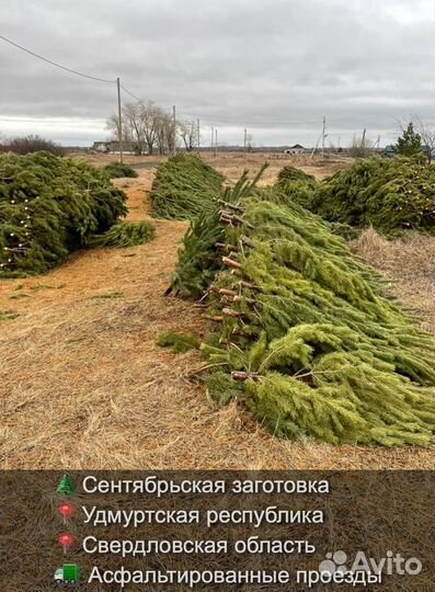 Сосна сентябрьская новогодняя опт