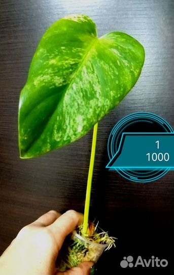 Филодендрон Гигантум Вариегатный Близзард