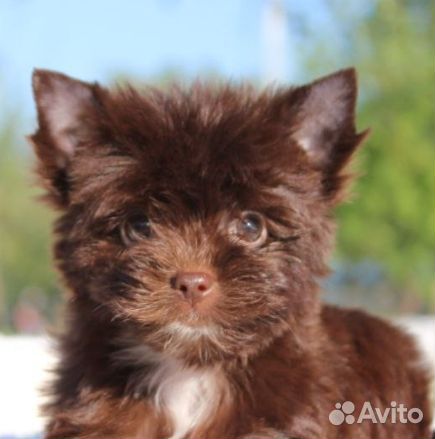 Шоколадная девочка