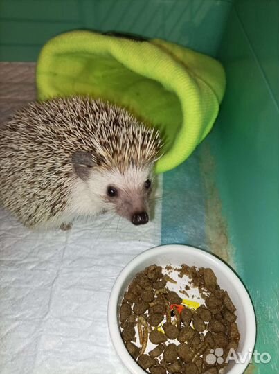 Африканский ежик