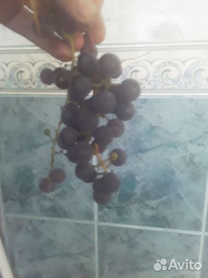 Домашний виноград