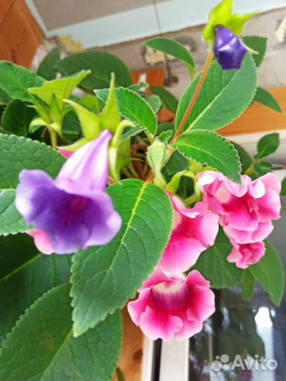 Глоксиния Тидея фиолетовая - молодые растения