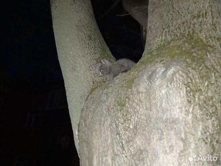 Котёнок серый